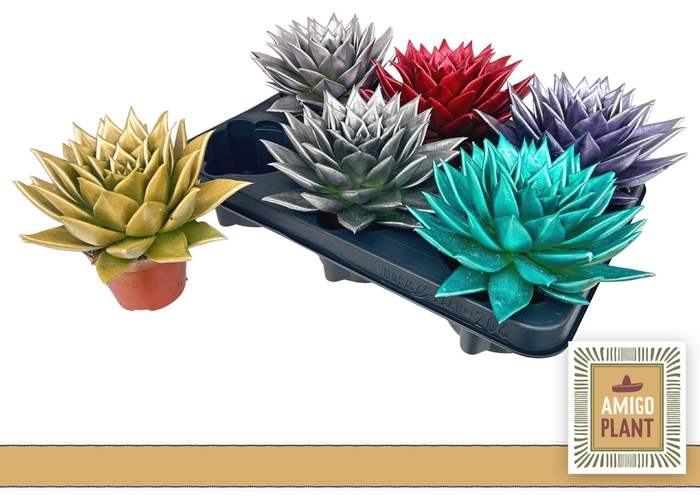 <h4>Echeveria agavoides Ebony</h4>