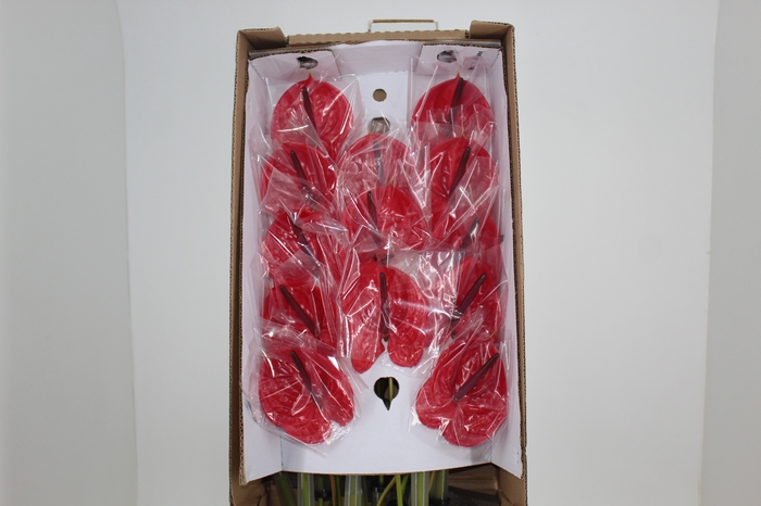 <h4>ANTHURIUM IMPULZ 9/11 035 CM DIAM MIN 9 CM VERMELHO</h4>