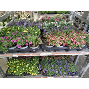Calibrachoa  'Carillon'   ...mix