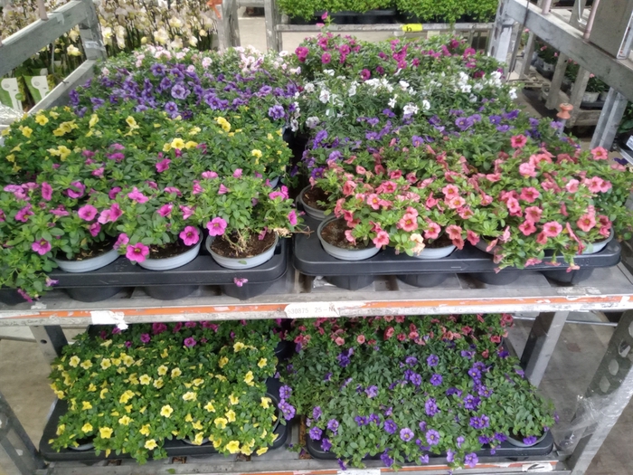 <h4>Calibrachoa  'Carillon'   ...mix</h4>
