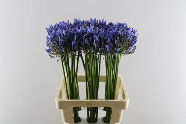 <h4>Agap Uri (blauw)</h4>