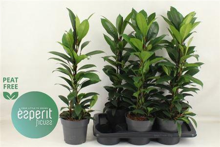 <h4>Fic Cyat Compacta</h4>