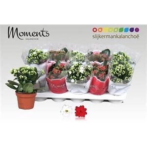 KALAN CALAN XMAS P12