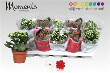 <h4>KALAN CALAN XMAS P12</h4>