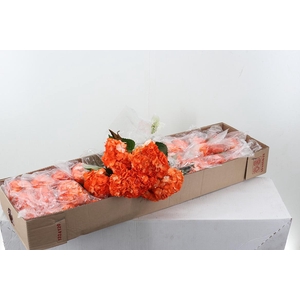 Hydr Orange Texas Tinted Select Box