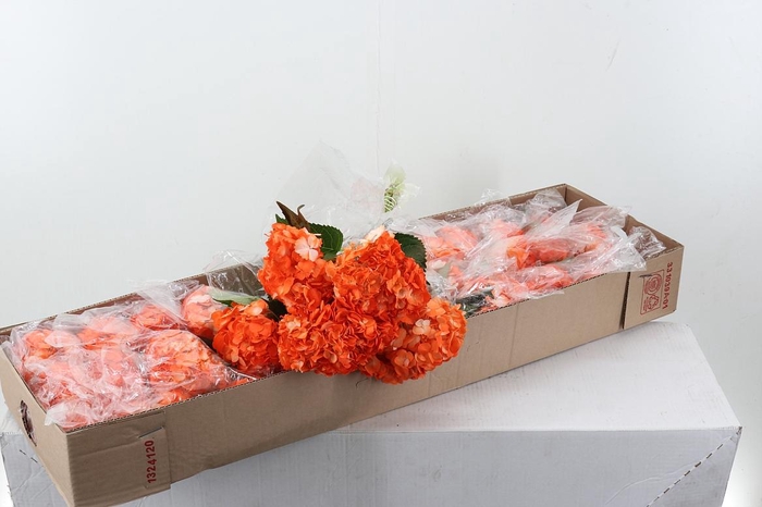 <h4>Hydr Orange Texas Tinted Select Box</h4>