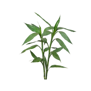 FOLHAGEM DRACENA SANDERIANA 060 CM VERDE
