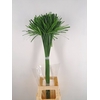 CYPERUS PAPYRUS