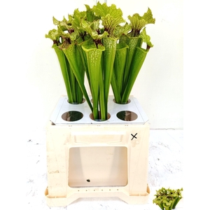 SARRACENIA OV