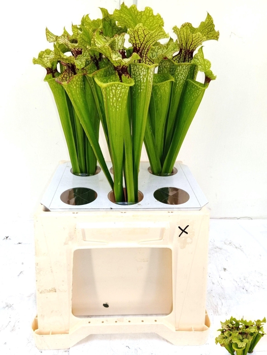<h4>SARRACENIA OV</h4>