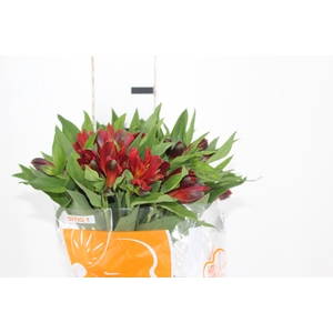 ALSTROEMERIA ANGELINA 080 CM
