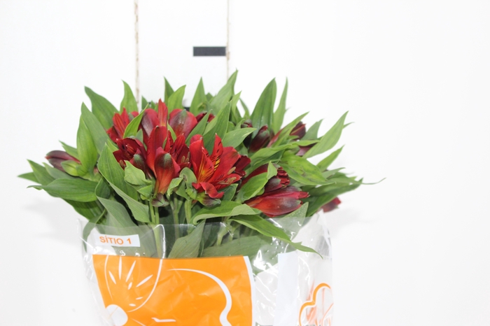 <h4>ALSTROEMERIA ANGELINA 080 CM</h4>