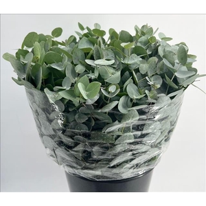 Euc. Cinerea A1 Da Vinci Short