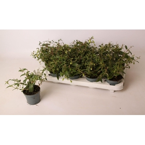 Fuchsia Delta Sarah 9 cm