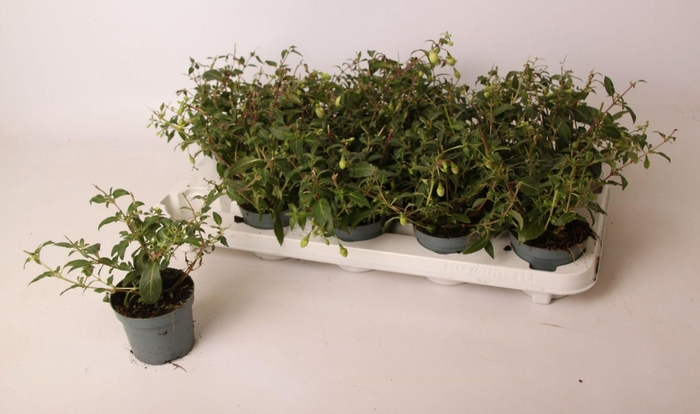 <h4>Fuchsia Delta Sarah 9 cm</h4>