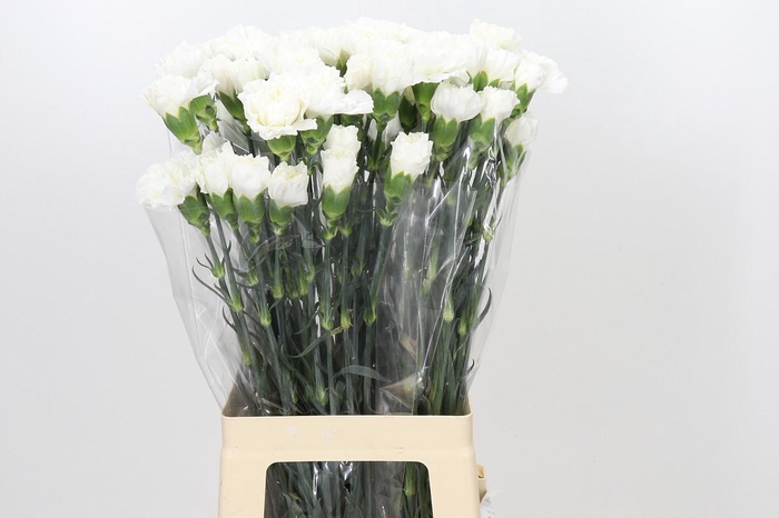 <h4>Dianthus St Moonlight</h4>