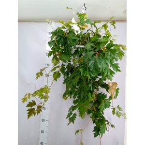 Cissus rhombifolia 'Ellen Danica'