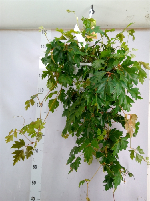 <h4>Cissus rhombifolia 'Ellen Danica'</h4>