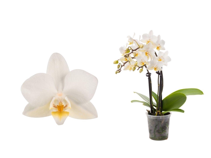 <h4>Phal Tiny Dolls Wit 3T18+ zonder Aqu@</h4>