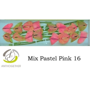 Anth A Pastel Pink 11 cm X16 Spek Flowers