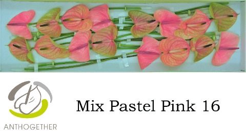 <h4>Anth A Pastel Pink 11 cm X16 Spek Flowers</h4>