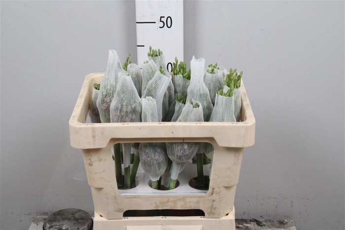 <h4>Allium Schubertii</h4>