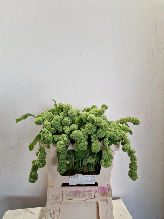 <h4>AMAR CA CYCLOOP</h4>