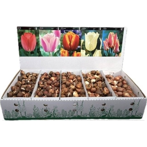 BLOEMBOL TULIPA
