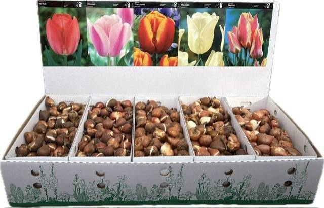 <h4>BLOEMBOL TULIPA</h4>