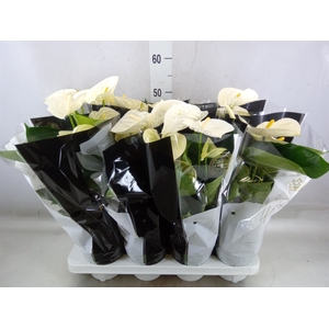 Anthurium andr. 'Alpine'