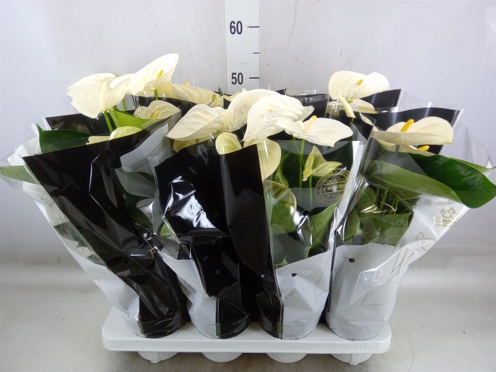 <h4>Anthurium andr. 'Alpine'</h4>