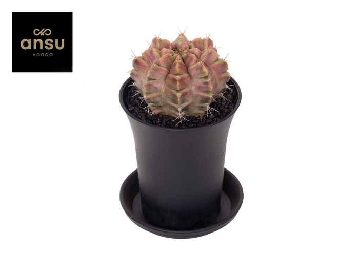 <h4>Gymno Cactus 'Purple Nebula'</h4>