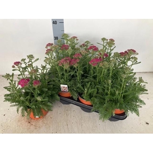ACHI MILLEFOLIUM