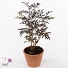 Sambucus nigra Black Lace 17Ø 50cm