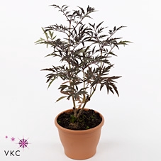 Sambucus nigra 'Black Lace'