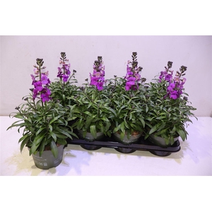 Erys Ley Orange Glow