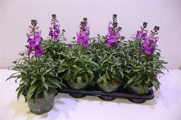 <h4>Erys Ley Orange Glow</h4>