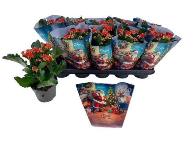 <h4>KAL GE PERFECTA RED</h4>