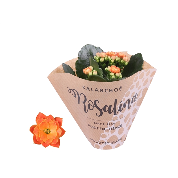 <h4>Kalanchoe Rosalina 06cm oranje in papieren hoes</h4>