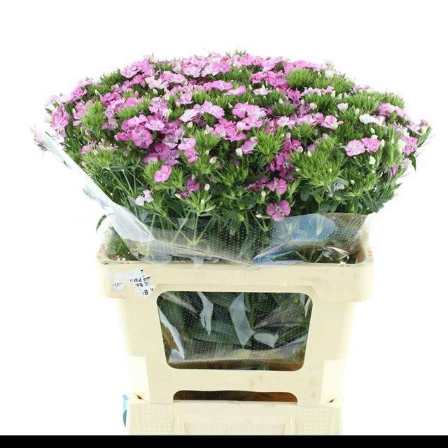 <h4>DI BARB AMAZON PINK SUPER</h4>