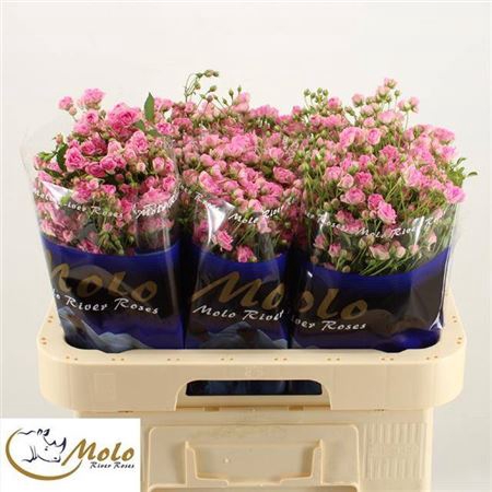 <h4>Rosa spray Gypsy</h4>