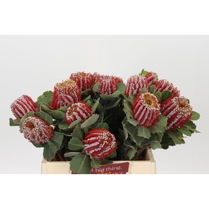 Banksia Coccinea