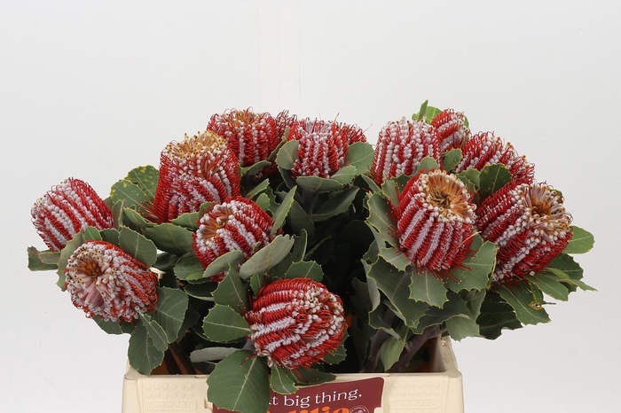 <h4>Banksia Coccinea</h4>