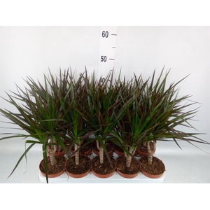 Dracaena marg. 'Magenta'