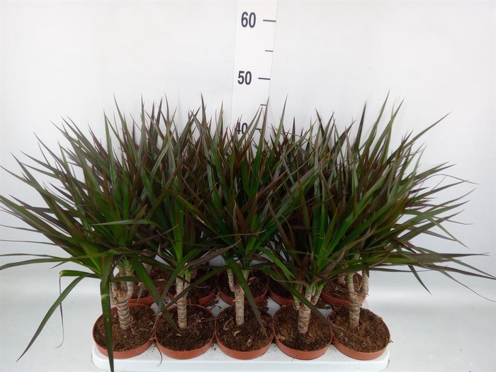 <h4>Dracaena marg. 'Magenta'</h4>