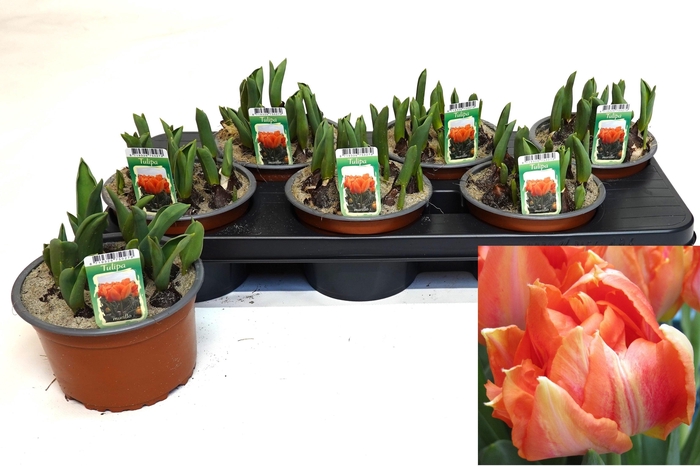 arr8 Tul Ov Dubbel Orange