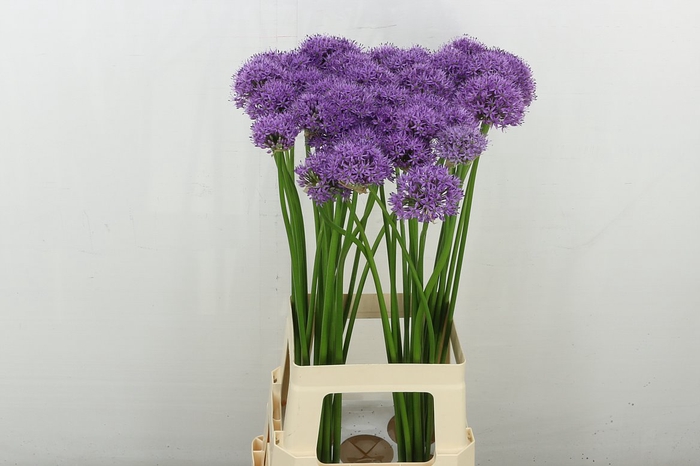 <h4>Allium Gladiator</h4>
