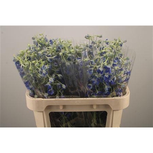 Delph En Volkerfrieden