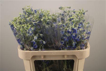 <h4>Delph En Volkerfrieden</h4>