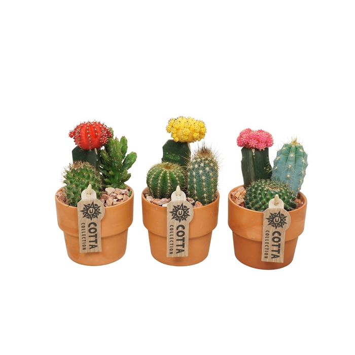 <h4>Cactus-Gymno arrangement in 10 cm 'Terracotta Kraagpot'</h4>